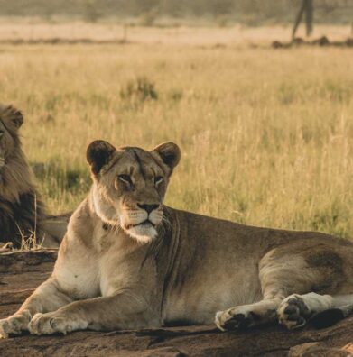 kalahari pride safaris