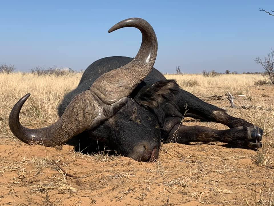 7Day Lion and Cape Buffalo Hunting Package Klgare Safaris