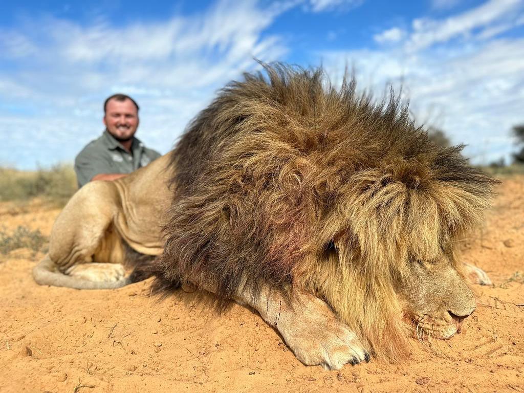 7Day Lion and Cape Buffalo Hunting Package Klgare Safaris