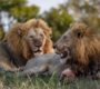 two male lions panthera leo lying together 90x80